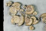 Fossil Ammonite (Promicroceras) Cluster on Limestone - Lyme Regis #171268-2